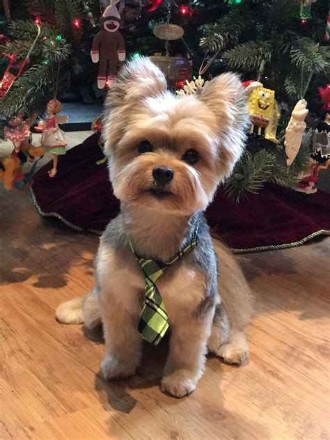 Why Does My Yorkshire Terrier Lick So Much