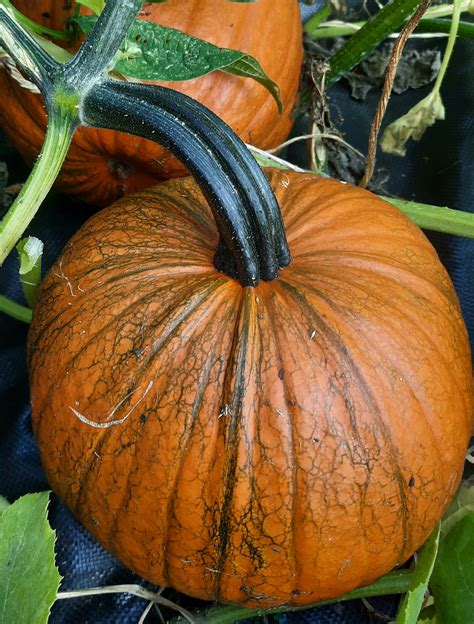 What Is Better than Christmas? Harvest Time!!