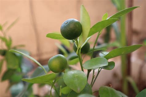 Tree Kumquat Leaves - Free photo on Pixabay - Pixabay