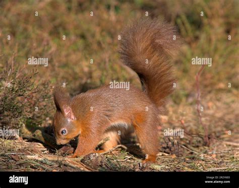 Ardilla roja eurasiática (Sciurus vulgaris), ardillas, roedores ...