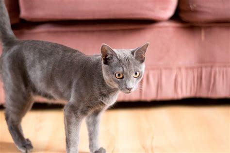 Pin on Korat