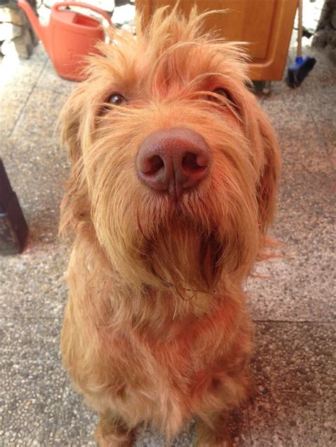 magyar Vizsla drahthaar | Wirehaired vizsla, Vizsla, Drahthaar