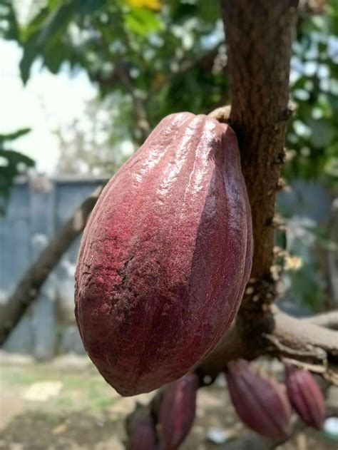 Tiny cacao flowers and fickle midges are part of a pollination puzzle
