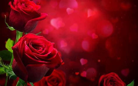 Beautiful Red Roses Love Hd Wallpaper : Wallpapers13.com