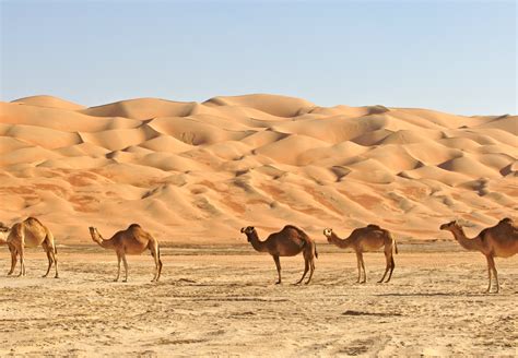 Rub al Khali | CuddlyNest