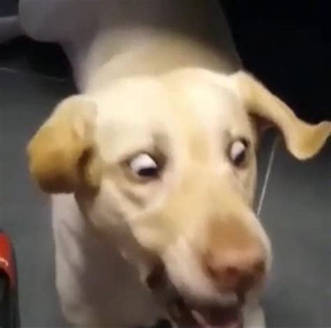 Shocked Dog Meme