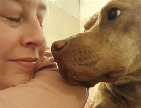 Why Pit Bull Mixes Dominate Southeastern Shelters - SPCA Albrecht