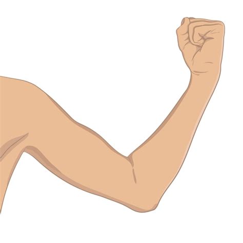 arm outline vectors illustrations    freepik