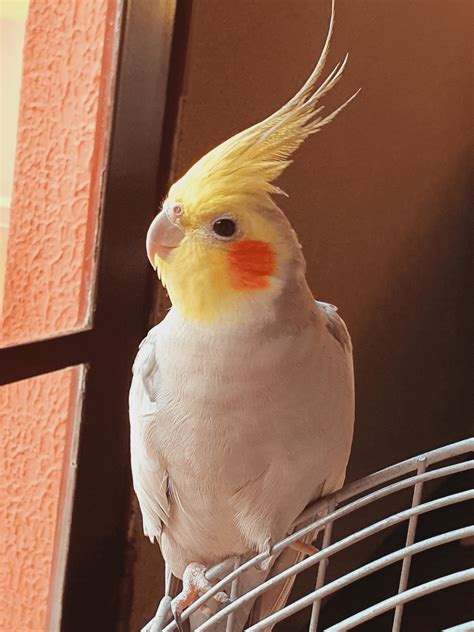 My sixteen years old boy 🥰 : r/cockatiel