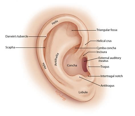 External Ear – Oto Surgery Atlas
