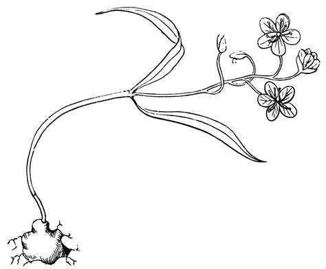 Claytonia | ClipArt ETC