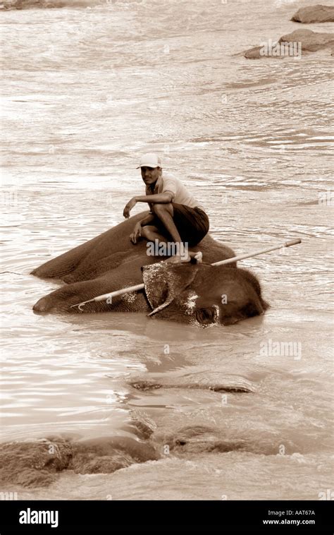 SRI LANKAN ELEPHANT BATHING Stock Photo - Alamy