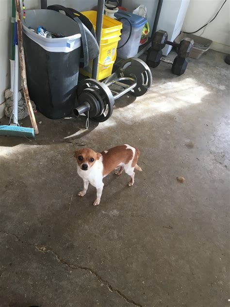 Lost and Found Pets of NE Mississippi | Walnut MS