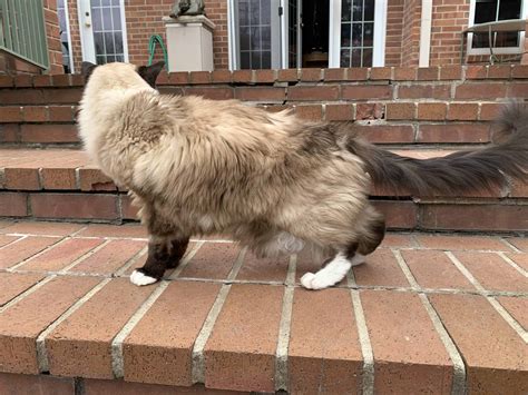 What Is Sub Q Fluids For Dogs