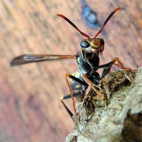 vespa orientalis nest