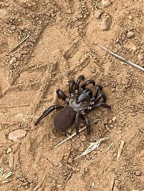 California Trapdoor Spider : r/spiders