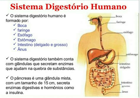 Quais São Os órgãos Que Compõem O Sistema Digestório