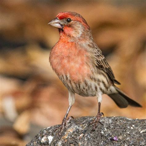 Red Finches