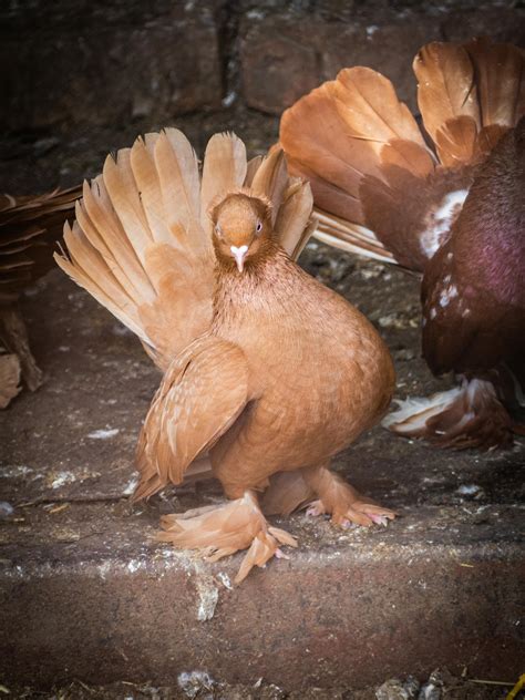 indian fantail      indian fantail stock