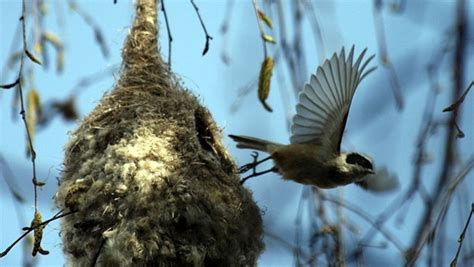 The Bird That Dare Not Speak Its Name | National Geographic