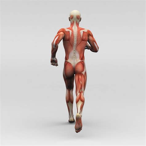 Hamstring Muscles and Your Back Pain