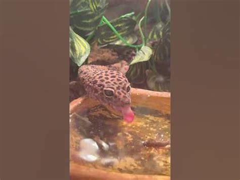 Rango taking a drink #music #lizard #animals #reptiles #Aocheese - YouTube