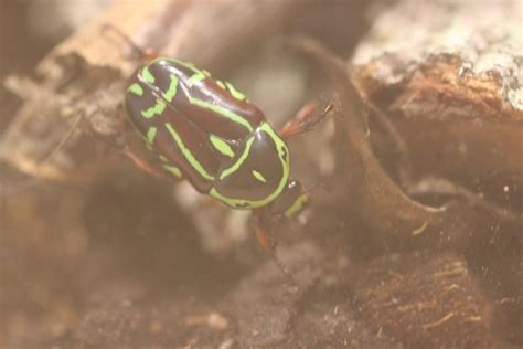 Keeping fiddler beetles (Eupoecila australasiae) : r/Beetles
