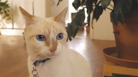 Gato Felino Mascota - Free video on Pixabay - Pixabay