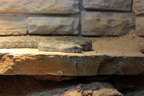 Turanian Viper - Free Public Domain Stock Photo