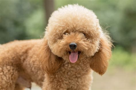 15 Things to Know about Toy Poodle Temperament I Dog Snobs