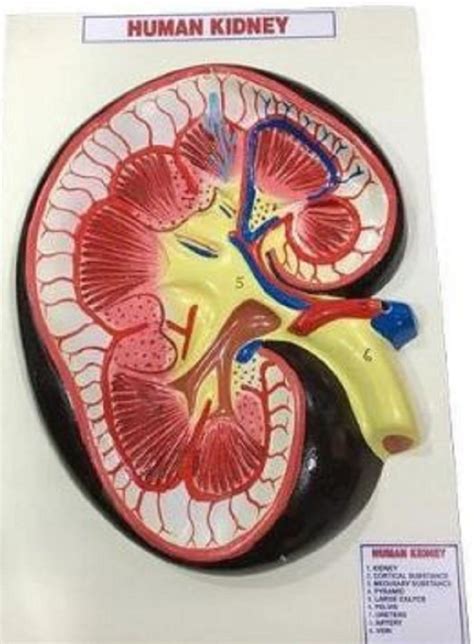 Human Kidney Model