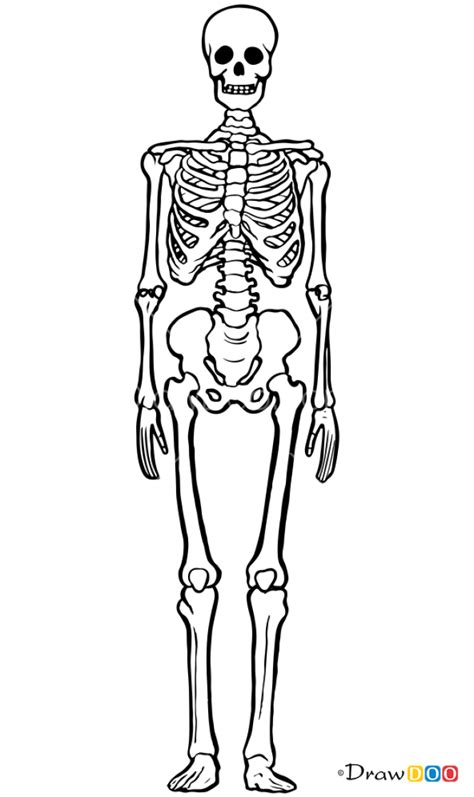 how to draw skeletons