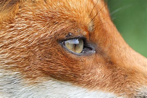 Red Fox Eyes