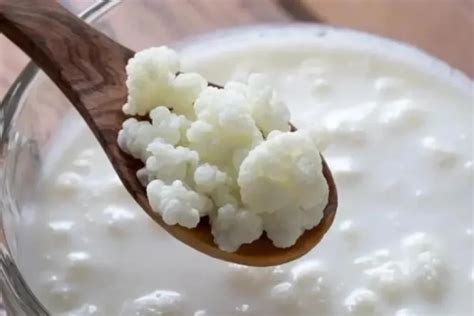 Como Fazer O Kefir De Leite - Aprenda a Fazer Kefir de Leite Passo a Passo - Receita Preferida