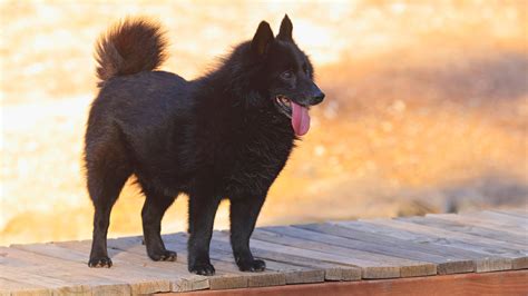 meet  schipperke  quick alert   confident dog breed