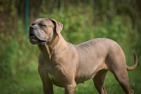 Dana adopteren uit dierenasiel Dierenasiel Tienen? - adopteereendier.be