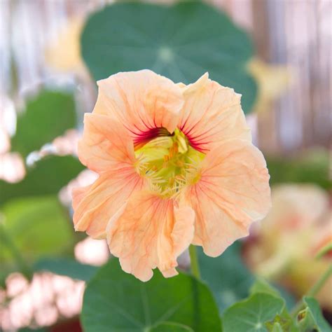 Nasturtium Seeds - Gleam Salmon - Aasgardens