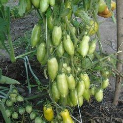 Томат Банановые ноги: описание сорта, ОТЗЫВЫ (99), фото | tomatland.ru