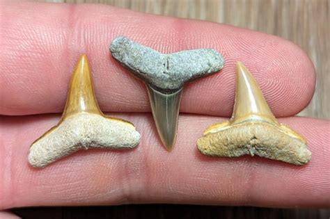 Shark Tooth Identification – PurFossils