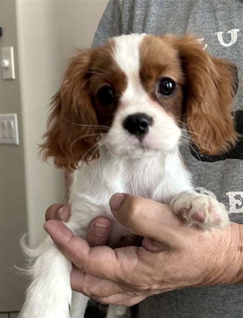 Augusta in the Southwest – Cavalier Rescue Trust
