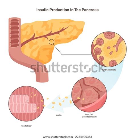 Insulin Production Photos and Images & Pictures | Shutterstock