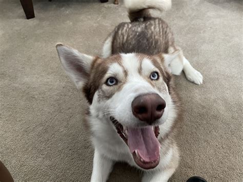 How To Train A Husky Not To Jump