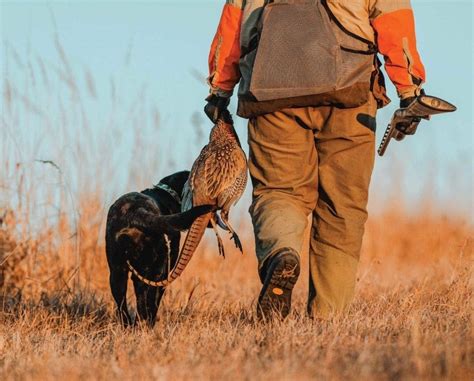 guide  wild pheasant hunting  north america project upland magazine