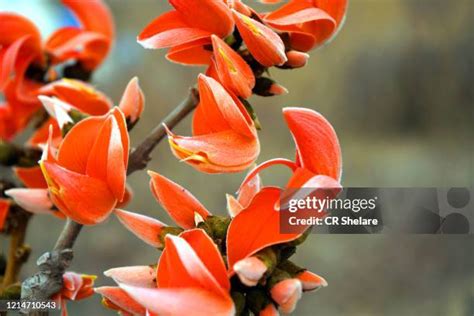 76 Palash Flowers Stock Photos, High-Res Pictures, and Images - Getty ...
