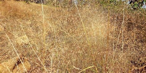 soft grass stock photo image  grass scene beach