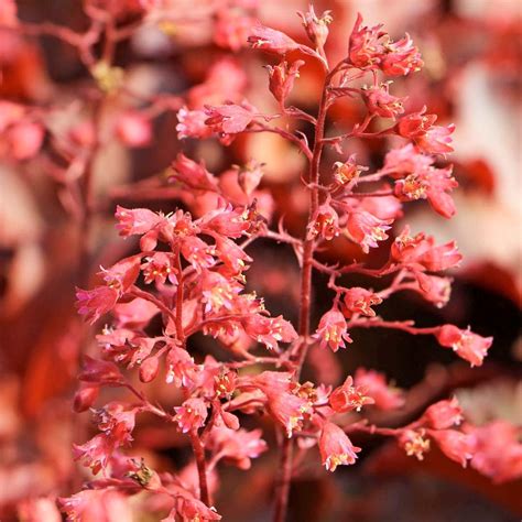Heuchera 'Cherry Cola' – Barnsdale Gardens