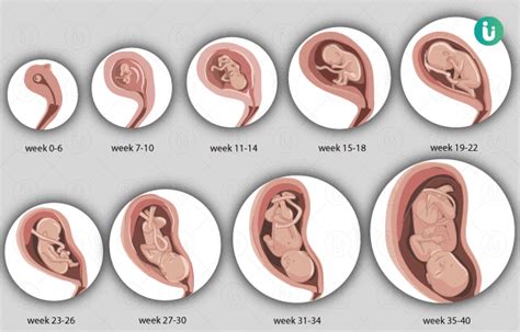 Fetal Development Chart By Month: A Visual Reference of Charts | Chart ...