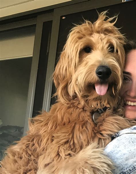 groodle meg petsforhomes