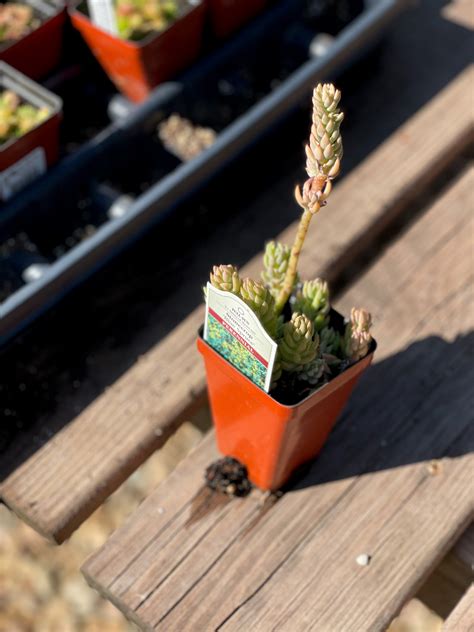 Sedum Reflexum Blue Spruce: Everything You Need to Know - Smart Plants