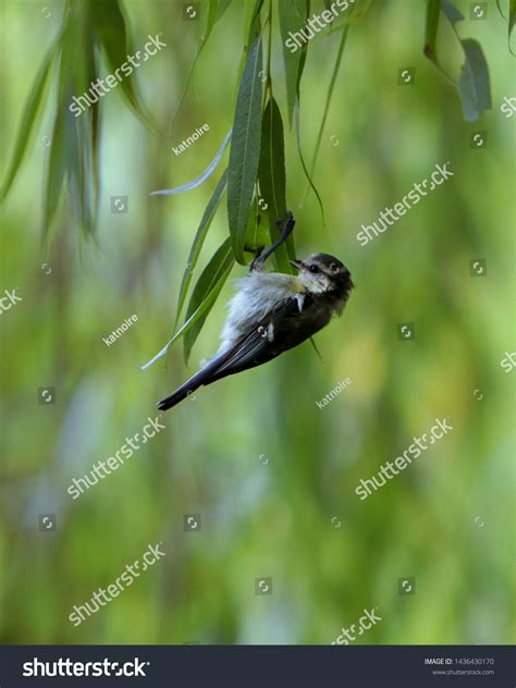 Juvenile Blue Tit Hanging Upside Down Stock Photo 1436430170 | Shutterstock